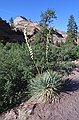 Soaptree yucca - Zion National Park